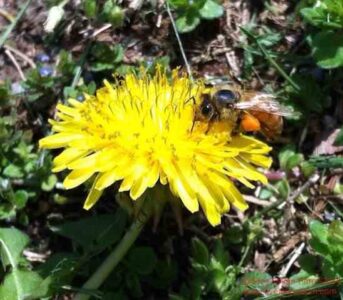 Choosing Your Honeybee Breed Image